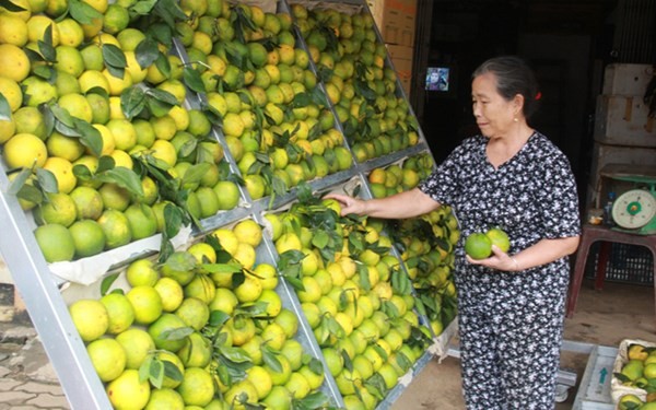 Kecamatan pegunungan Dung Phong membangun pedesaan baru dari pohon jeruk manis - ảnh 1