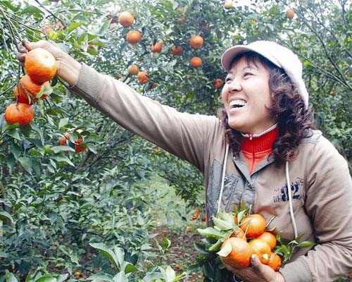Kecamatan pegunungan Dung Phong membangun pedesaan baru dari pohon jeruk manis - ảnh 2
