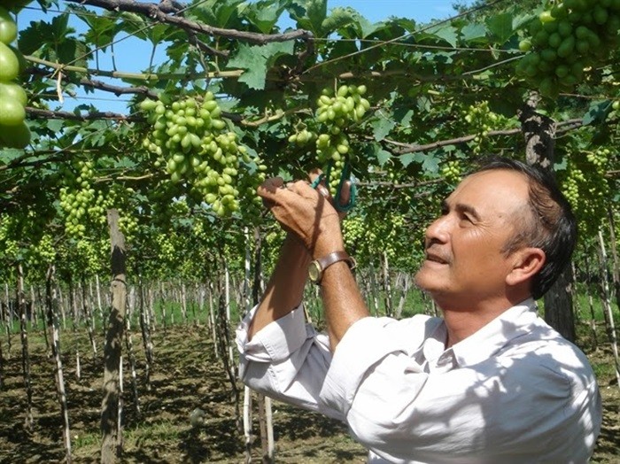 Pola produksi dan pengolahan anggur milik bapak Ba Moi di provinsi Ninh Thuan - ảnh 1