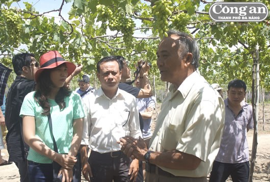 Pola produksi dan pengolahan anggur milik bapak Ba Moi di provinsi Ninh Thuan - ảnh 2