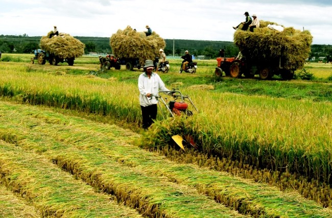 Kamboja memperhebat pengembangan ekspor beras - ảnh 1