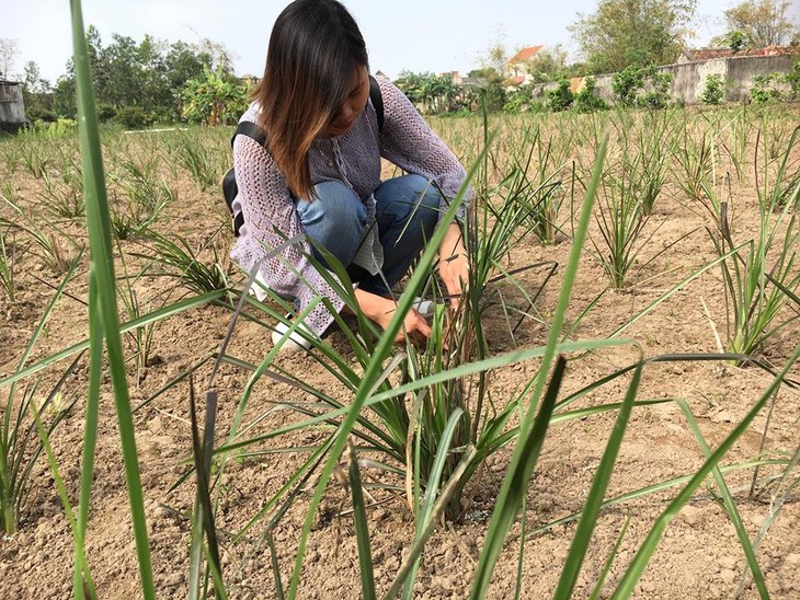 Nguyen Thi Hoai-Gadis muda dan perjalanan memproduksi hio aman dari rumput wangi Vetiver - ảnh 1