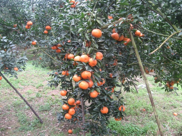 Kabupaten Quang Binh, Provinsi Ha Giang mengembangkan pohon jeruk manis secara berkesinambungan menurut standar VietGap - ảnh 1