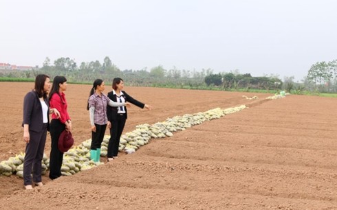 Provinsi Bac Ninh membantu para perempuan melakukan usaha start-up secara efektif - ảnh 1