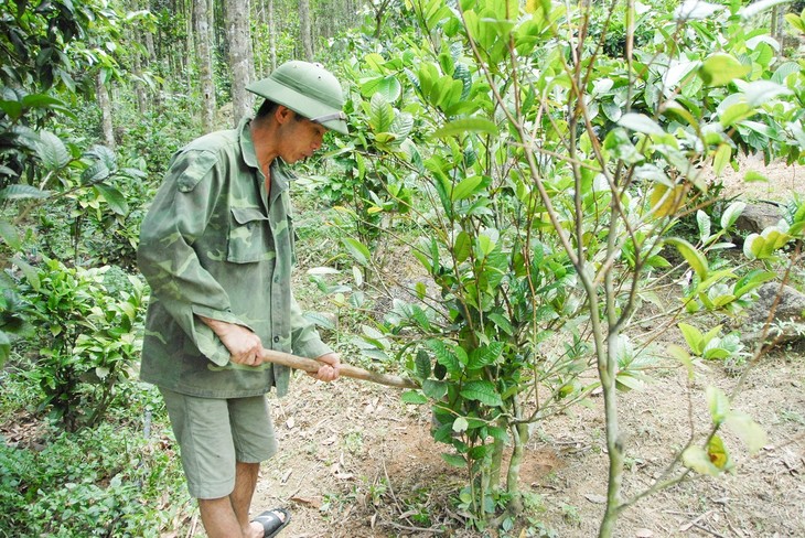 Warga etnis minoritas Dao di Provinsi Quang Ninh mengkonservasikan sumber bahan farmasi daerah - ảnh 1