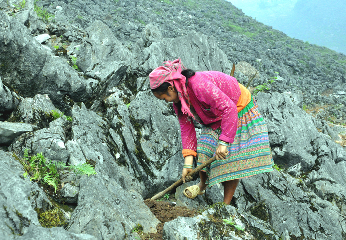 Warga etnis minoritas Mong “memaksa” batu berbunga melalui teknik cocok tanam - ảnh 1