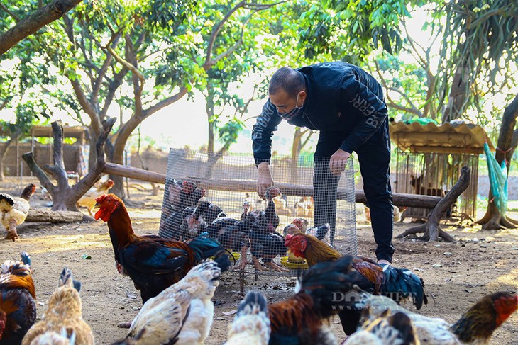 Ayam Dong Tao Bawa Manfaat Ekonomi Tinggi bagi Warga Provinsi Hung Yen - ảnh 2