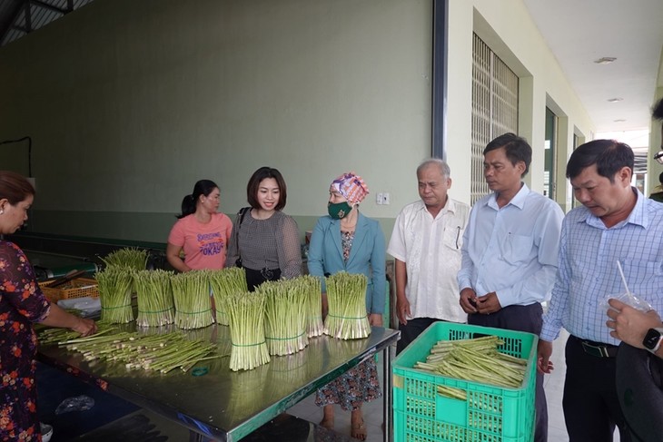Petani Kecamatan An Hai, Provinsi Ninh Thuan, Menjadi Kaya dengan Menanam Tanaman Asparagus - ảnh 2