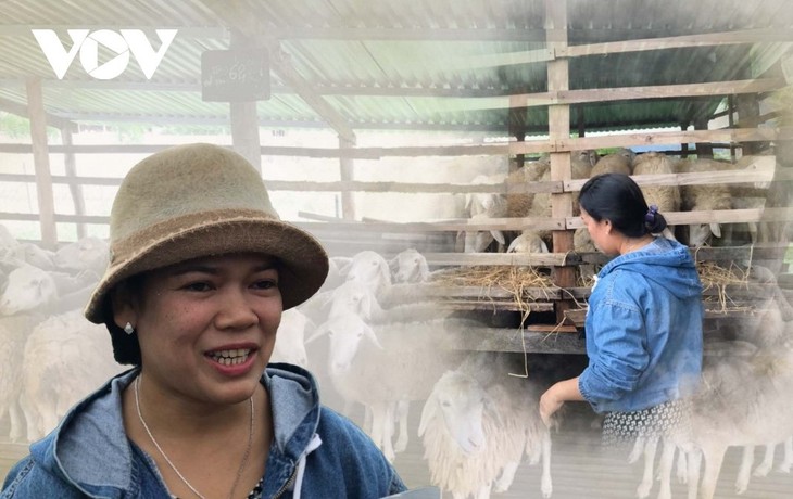 Petani Kecamatan Xuan Hai, Provinsi Ninh Thuan Menjadi Kaya dengan Beternak Domba - ảnh 1