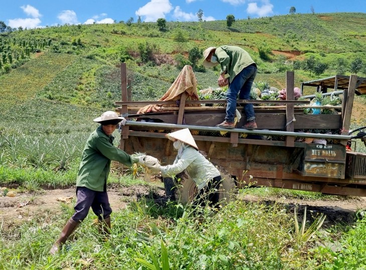 Efisiensi dari Konversi Tanaman dan Ternak dengan Dikombinasikan dengan Penggunaan Pinjaman Lunak di Kecamatan Terpencil Cu Dram, Provinsi Dak Lak - ảnh 1