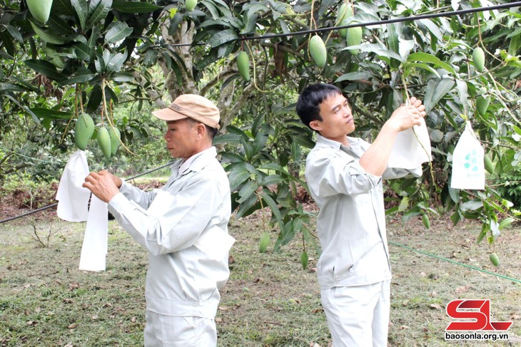 Petani Provinsi Son La Mengembangkan Kode Area Penanaman untuk Mempromosikan Ekspor Hasil Pertanian - ảnh 1
