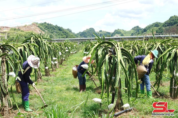Petani Provinsi Son La Mengembangkan Kode Area Penanaman untuk Mempromosikan Ekspor Hasil Pertanian - ảnh 2