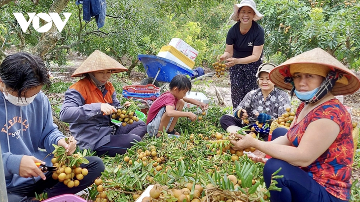 Provinsi Ba Ria - Vung Tau Mengembangkan Pertanian Berteknologi Tinggi Menurut Arah Berkelanjutan - ảnh 2