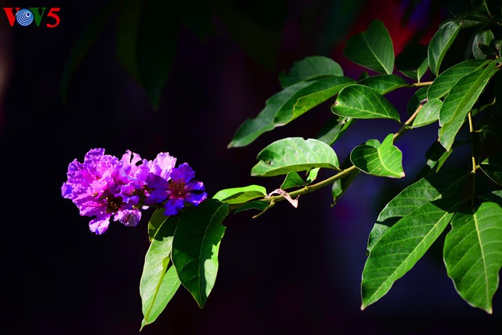 Verano de Hanoi, una pintura con colores de flores - ảnh 3