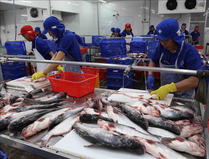 Exportaciones de productos agrícolas, silvícolas y acuícolas vietnamitas alcanzan nuevo récord  - ảnh 1