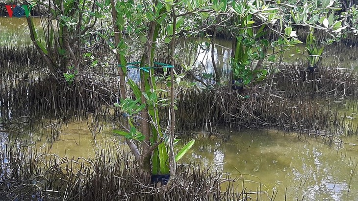 “Pitahaya escalando el mangle”, un modelo agrícola efectivo de Ca Mau - ảnh 2