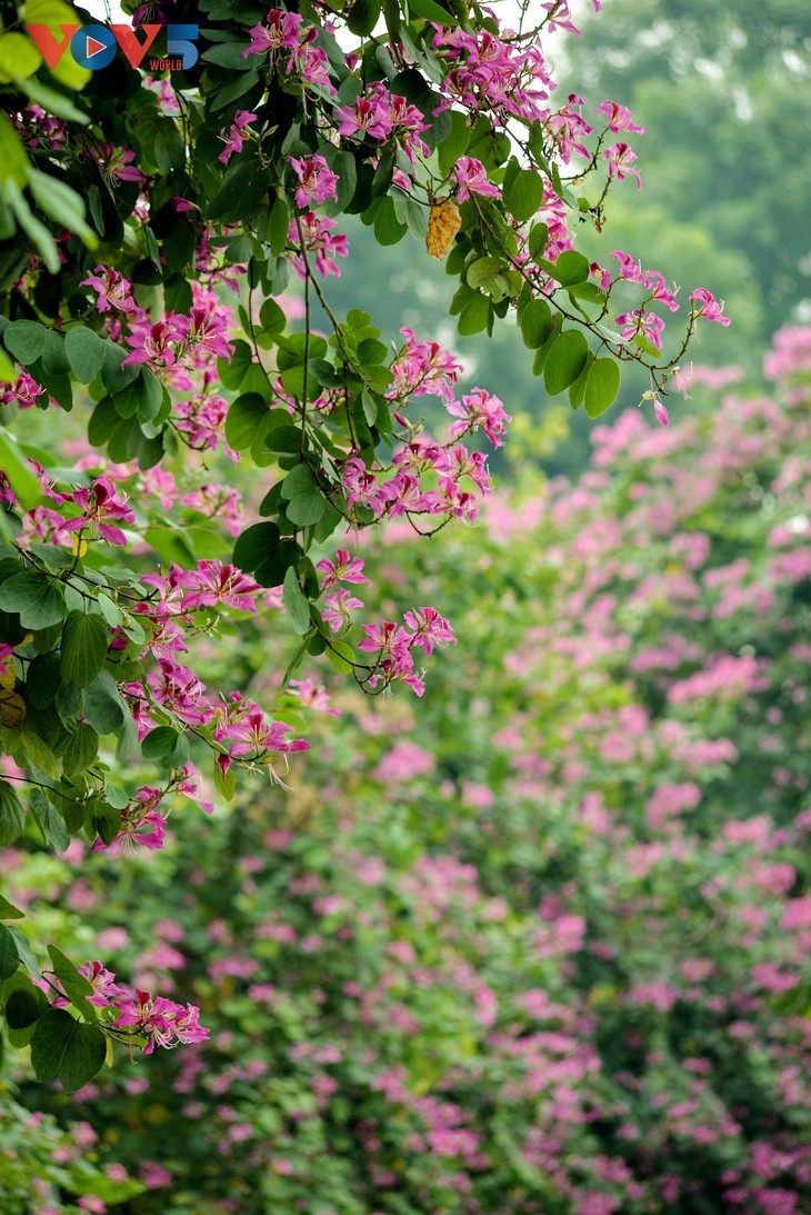 La flor de bauhinia florece temprano en Hanói - ảnh 14