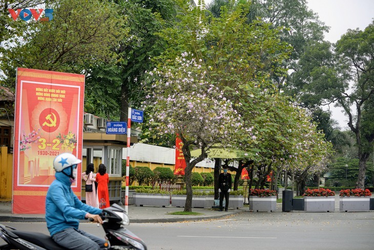 La flor de bauhinia florece temprano en Hanói - ảnh 1