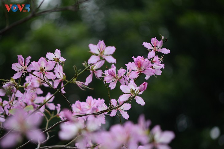 La flor de bauhinia florece temprano en Hanói - ảnh 2
