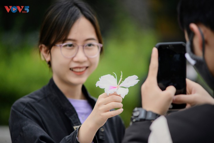La flor de bauhinia florece temprano en Hanói - ảnh 6