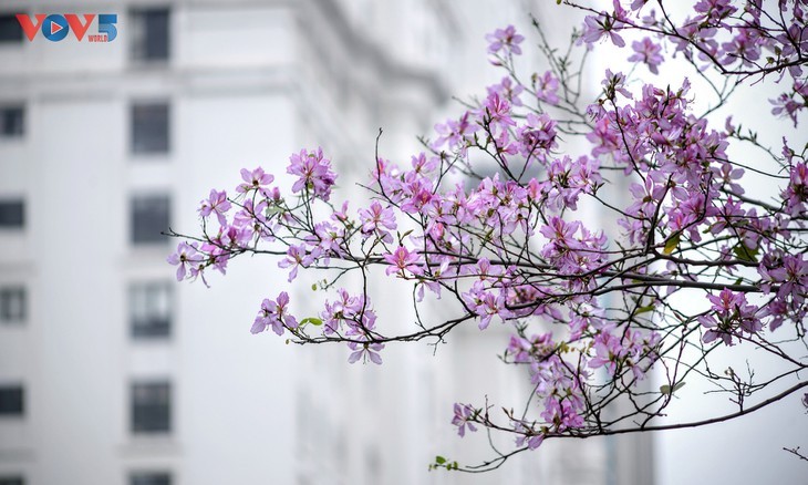 La flor de bauhinia florece temprano en Hanói - ảnh 7