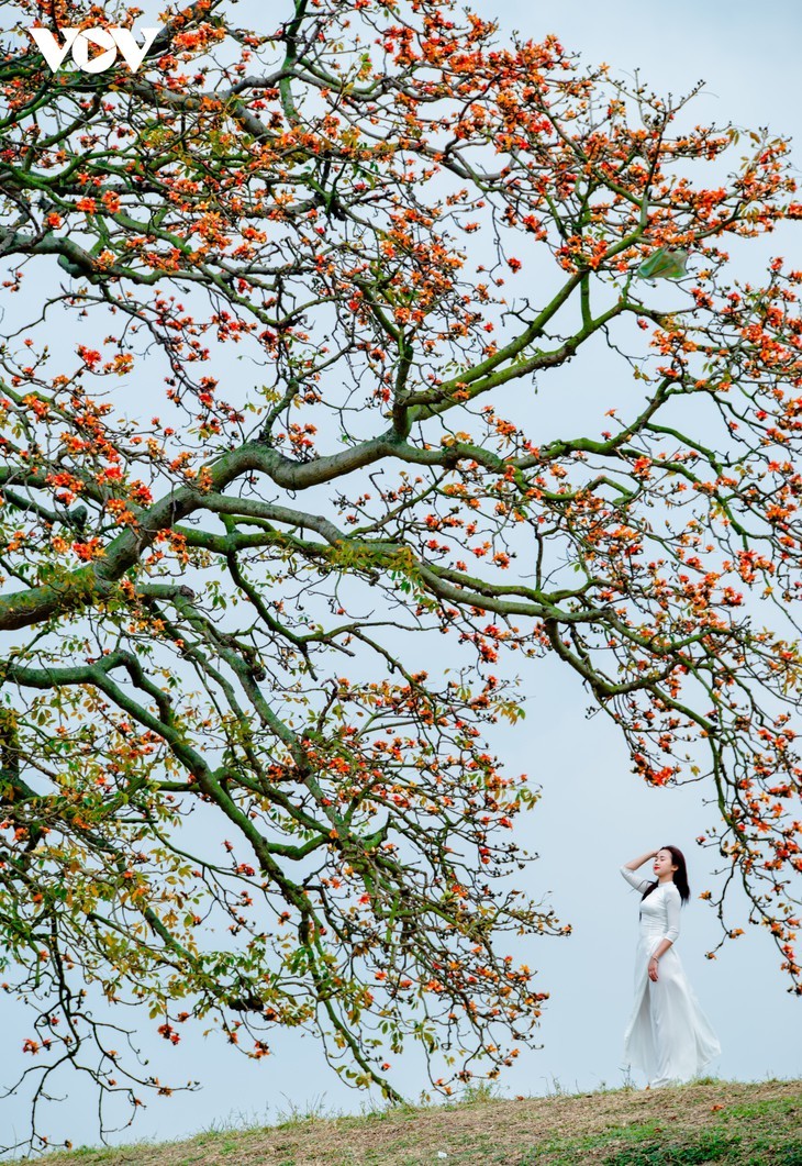 El árbol de algodón de seda roja a la orilla del río Thuong, fuente de inspiración de artistas - ảnh 9