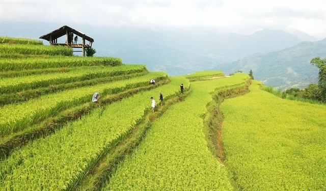Ha Giang Culture and Tourism Week to honor Hoang Su Phi terraced fields - ảnh 1