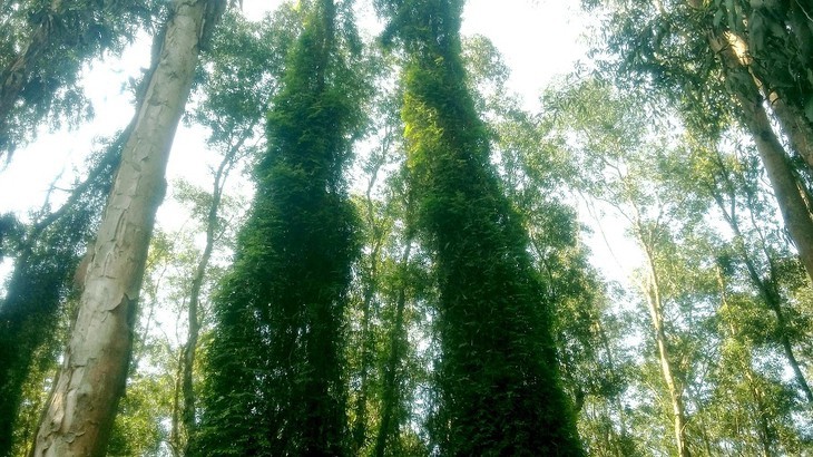El bosque de cajeput de Tra Su - ảnh 8