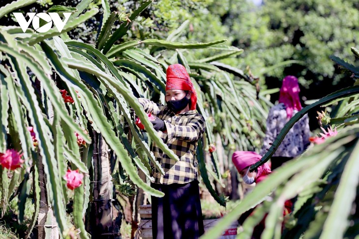 Provincia de Son La exporta 10 toneladas de pitahaya roja a Rusia - ảnh 1