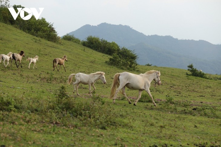 Caballos blancos en la colina de Khau Sao  - ảnh 3