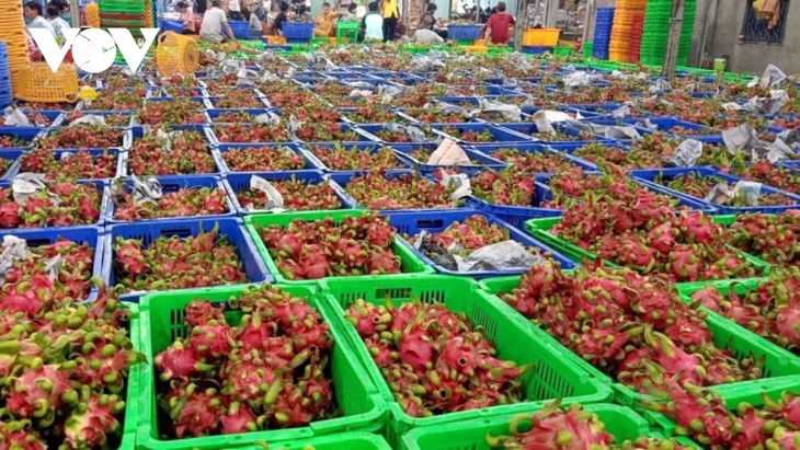 Pola Konektivitas Penanaman Buah Naga yang Aman Ubah Pemikiran Produksi Para Petani di Provinsi Tien Giang - ảnh 1