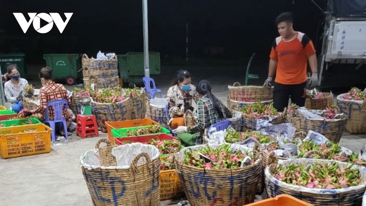 Pola Konektivitas Penanaman Buah Naga yang Aman Ubah Pemikiran Produksi Para Petani di Provinsi Tien Giang - ảnh 2