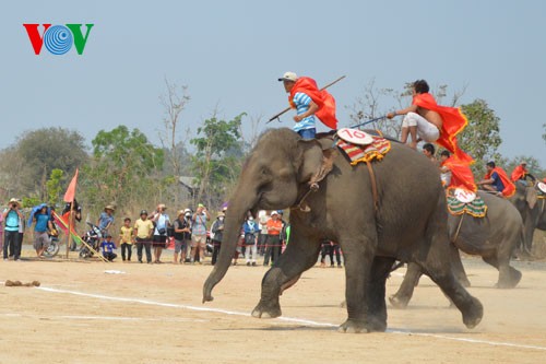 ブオンドンの象祭り - ảnh 9