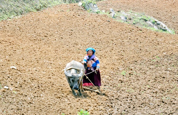 少数民族の人々の農業生産活動 - ảnh 4