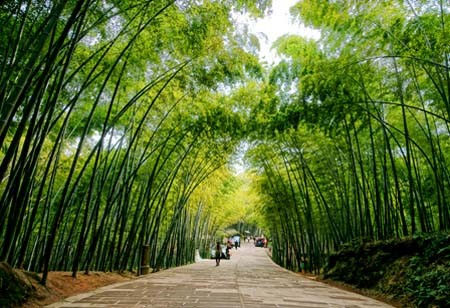 竹に関する歌 - ảnh 1