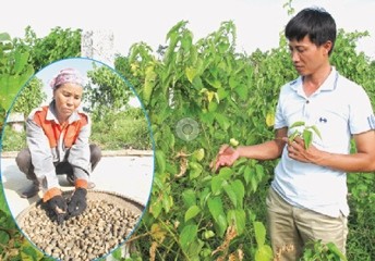 「インカの豆」で成功した農民ド・タン・コアさん - ảnh 2