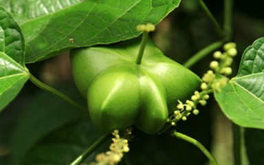 「インカの豆」で成功した農民ド・タン・コアさん - ảnh 1