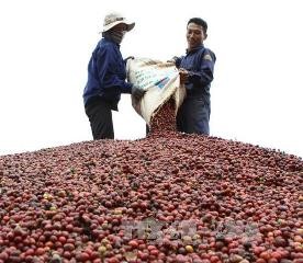 ダクラク省における持続可能なコーヒー生産地の発展 - ảnh 1
