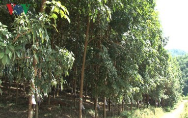 デェンビエン省ゴムの木育てによる貧困解消 - ảnh 1