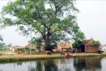 ベトナムの伝統的な村の独特な構築 - ảnh 1