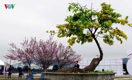 3月中旬に、「イェントゥ・ハロン桜・梅祭り」開催 - ảnh 1