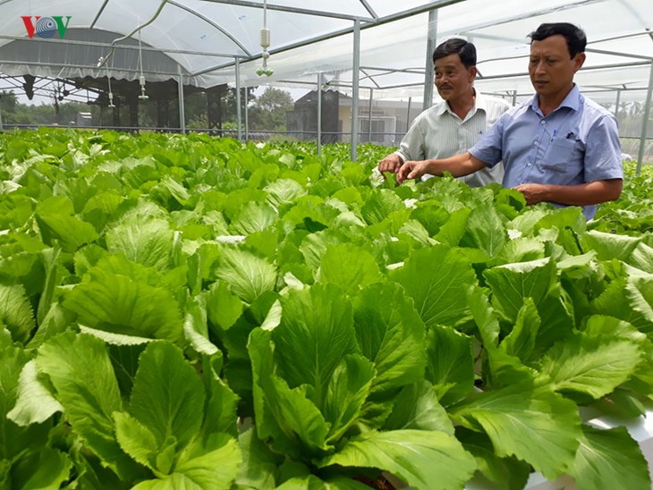 クアンナム省におけるハイテク野菜生産 - ảnh 1