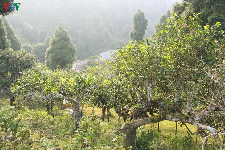 雪茶（Shan Tuyet）の栽培発展に励むカオボ村 - ảnh 1