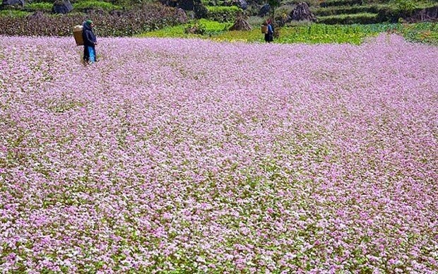 ハザン省における第5回ソバの花祭り - ảnh 1