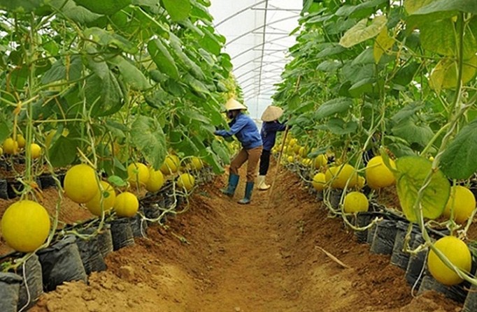 農産物のサプライチェーンを開発するビンズオン省 - ảnh 1