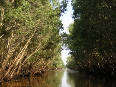 Berwisata di daerah dataran rendah sungai Mekong pada musim  air pasang - ảnh 2