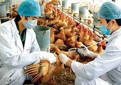 Vietnam memperkuat pekerjaan mencegah dan menanggulangi flu unggas tipe A dan  tipe A H5N1.  - ảnh 1