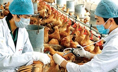 Beberapa daerah di Vietnam memperkuat pekerjaan mencegah dan menanggulangi  wabah flu tipe A H7N9 dan flu  tipe A H5N1.  - ảnh 1