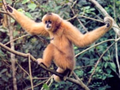 Taman Nasional Phong Nha Ke Bang - Hadiah yang tak ternilaikan harganya – pemberian alam - ảnh 4