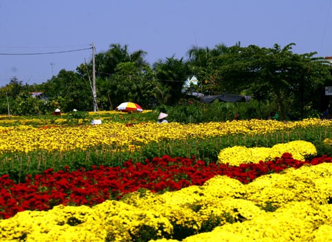 Desa Bunga Sa Dec pamer  warna untuk siap menyambut tibanya musim semi - ảnh 1